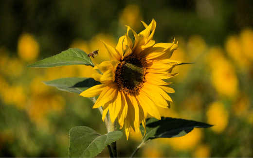 1753926 (a): :2560x1600